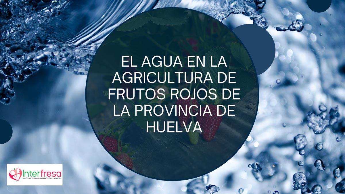 El agua en la agricultura de frutos rojos de la provincia de Huelva